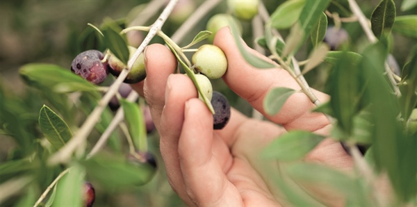 AGRINSIEME: OLIVICOLTURA, IN D.L. EMERGENZE ACCOLTE NOSTRE RICHIESTE A SOSTEGNO DEL COMPARTO; BOCCATA D’OSSIGENO PER AGRICOLTORI PUGLIESI E GIRO DI VITE PER CONTRASTARE LA XYLELLA